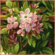 gulnara